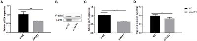 Corrigendum: Bovine Pre-adipocyte Adipogenesis Is Regulated by bta-miR-150 Through mTOR Signaling